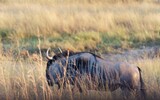 Blue wildebeest or Gnu is seen standing in the Hwange National Park in Zimbabwe