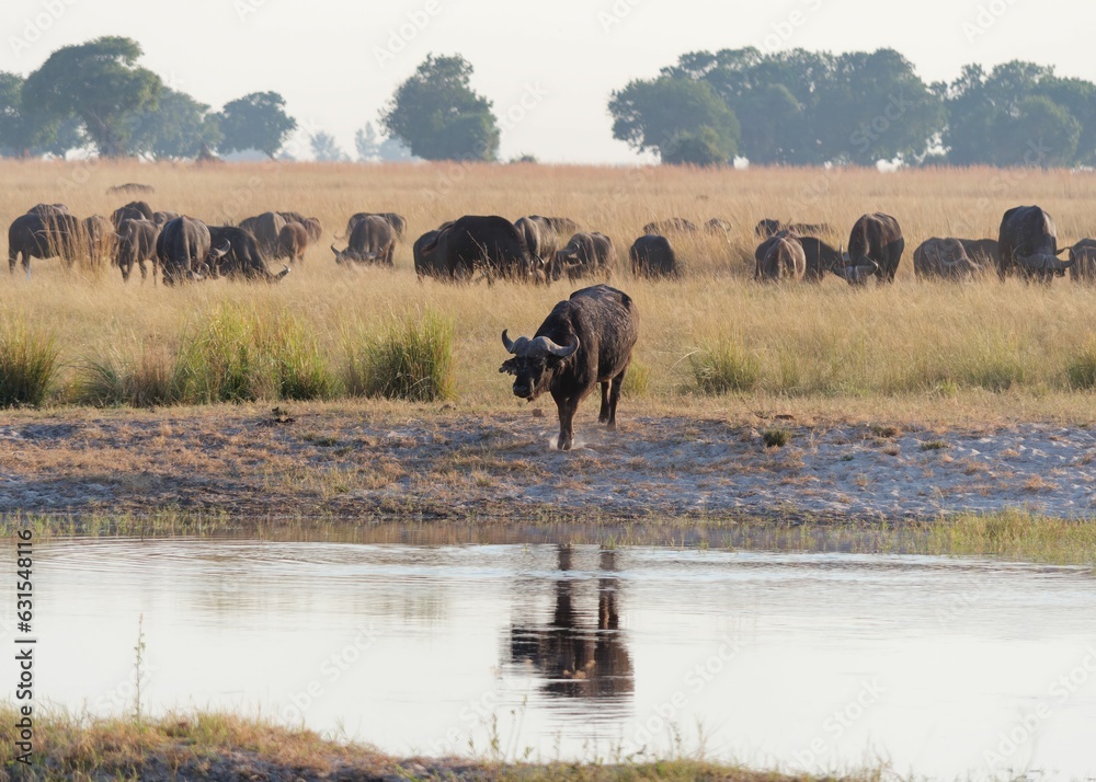 Obraz premium Herd of wildebeests gathered in Chobe National Park, Botswana, congregating near a body of water