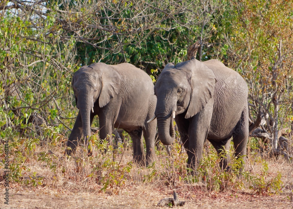Herd of African elephants walking through the lush grasslands of Chobe National Park in Botswana