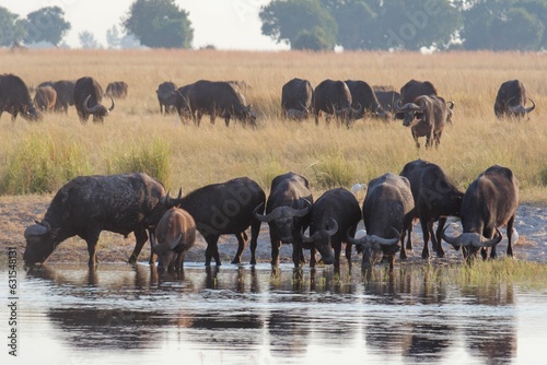 A group of American bison gathered around a pond  leisurely drinking from the surface of the water