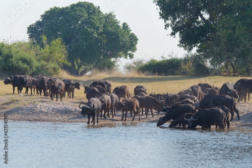 Group of African buffalo traversing a river in a natural landscape: Chobe National Park, Botswana © Ivica Gulija/Wirestock Creators