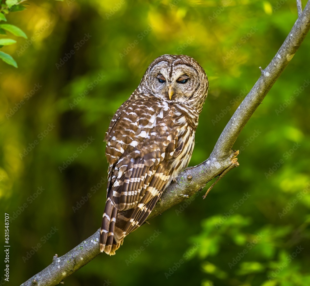 Barred owl perched on a tree branch. Strix varia. Barred owl perched on a tree branch. Strix varia.