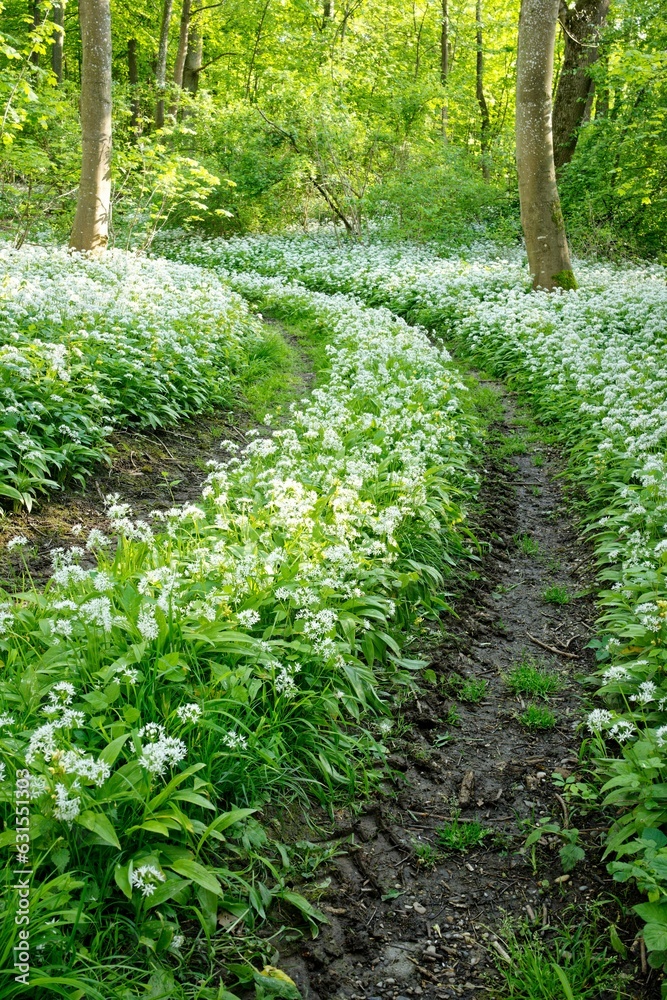 Naklejka premium a pathway that goes into the woods and features all of the green plants