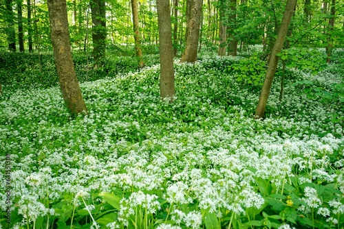 Fototapeta Naklejka Na Ścianę i Meble -  wild garlic is in blooming amongst the forest floor in the summer