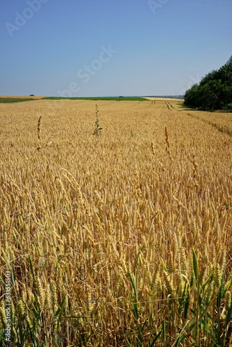 Vertical shot of a wheat field under the blue sky in the countryside of Germany