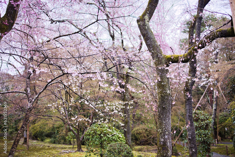 竜安寺庭園