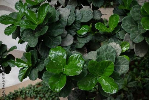 Closeup of a vibrant green tropical plant.
