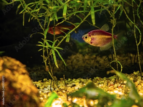 Close-up vibrant red fish swimming in a natural aquatic environment