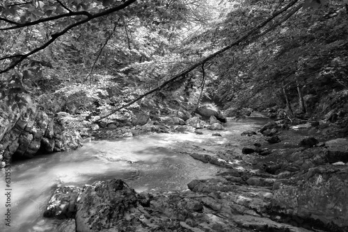 Cheile Rametului gorges wild natural park river area in Alba county, Transylvania, Romania, Europe