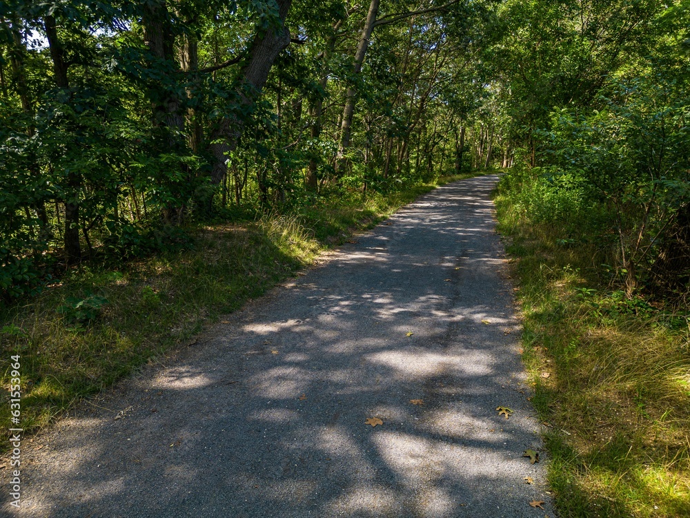 Fototapeta premium Scenic view of a pathway in a green park on a sunny day