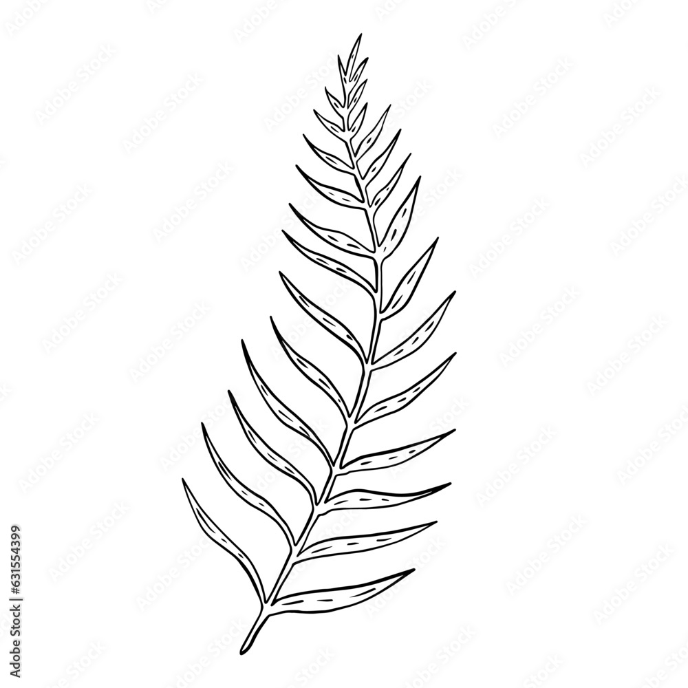 Fototapeta premium Hand drawn fern leaf. Doodle vector illustration