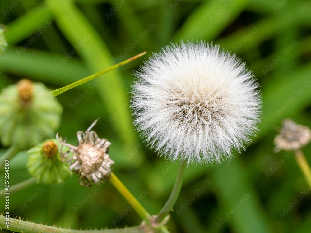 Vibrant close up of a dandelion puff in full bloom on blurred background Vibrant close up of a dandelion puff in full bloom on blurred background