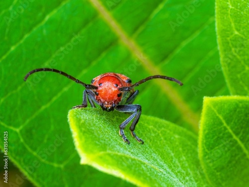 Vibrant red beetle perched atop a lush green foliage background in an idyllic forest setting © Mike Charbonneau/Wirestock Creators