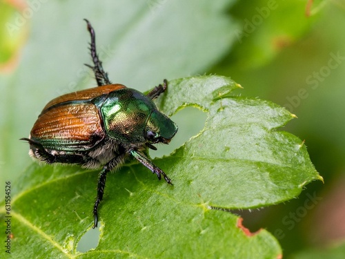 Vivid beetle perched atop a lush green leaf in a verdant garden, surrounded by other vibrant foliage © Mike Charbonneau/Wirestock Creators