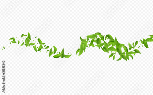 Lime Leaf Realistic Vector Transparent Background