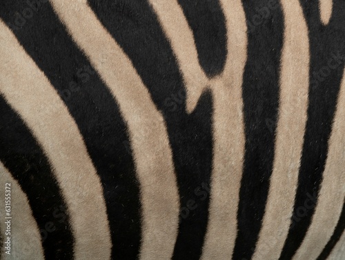 Black and white zebra pattern.