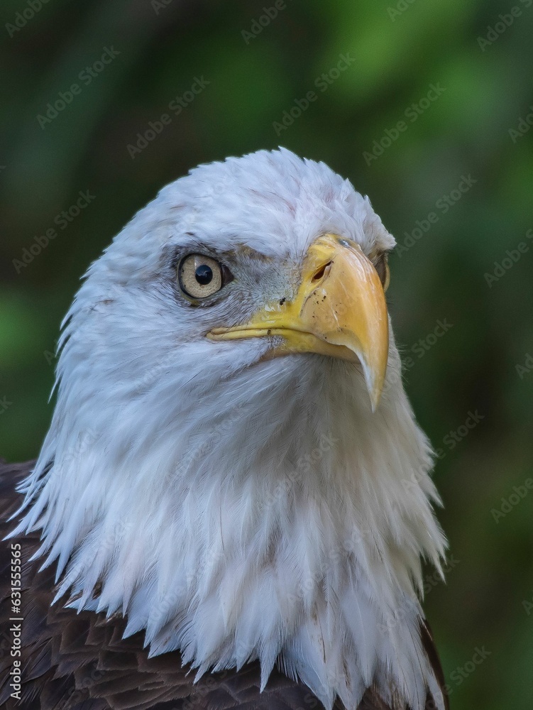 Vertical closeup shot of bald eagle's head on a blurred background Vertical closeup shot of bald eagle's head on a blurred background
