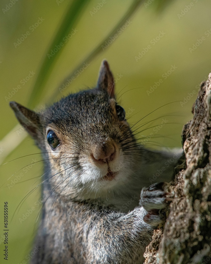 Fototapeta premium Closeup of a gray squirrel