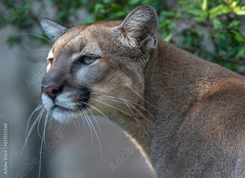 Closeup shot of side view of beautiful puma with a tree in the background