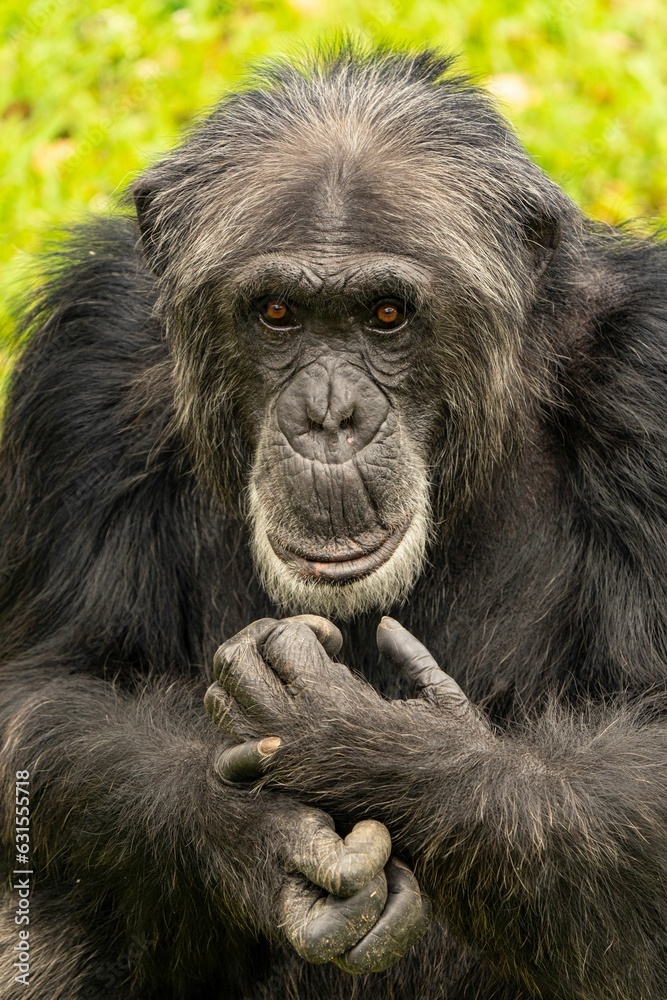 vertical shot of a chimpanzee sitting with its hands clasped in front of its chest vertical shot of a chimpanzee sitting with its hands clasped in front of its chest