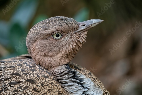 Close-up shot of a buff-crested bustard, Lophotis gindiana. photo