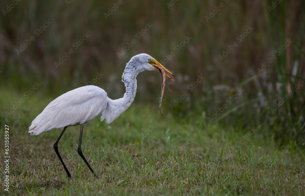 Fototapeta premium White stork eating a snake, standing on green grass