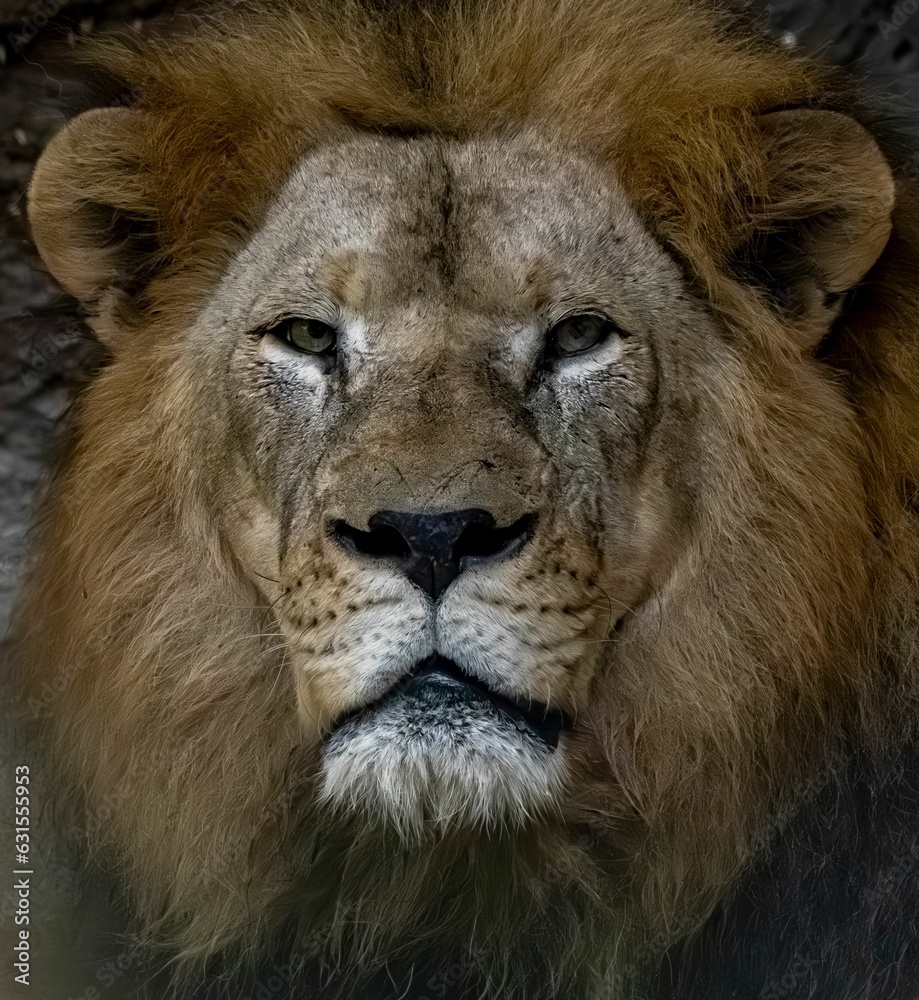 a lion that is looking into the camera lens while standing