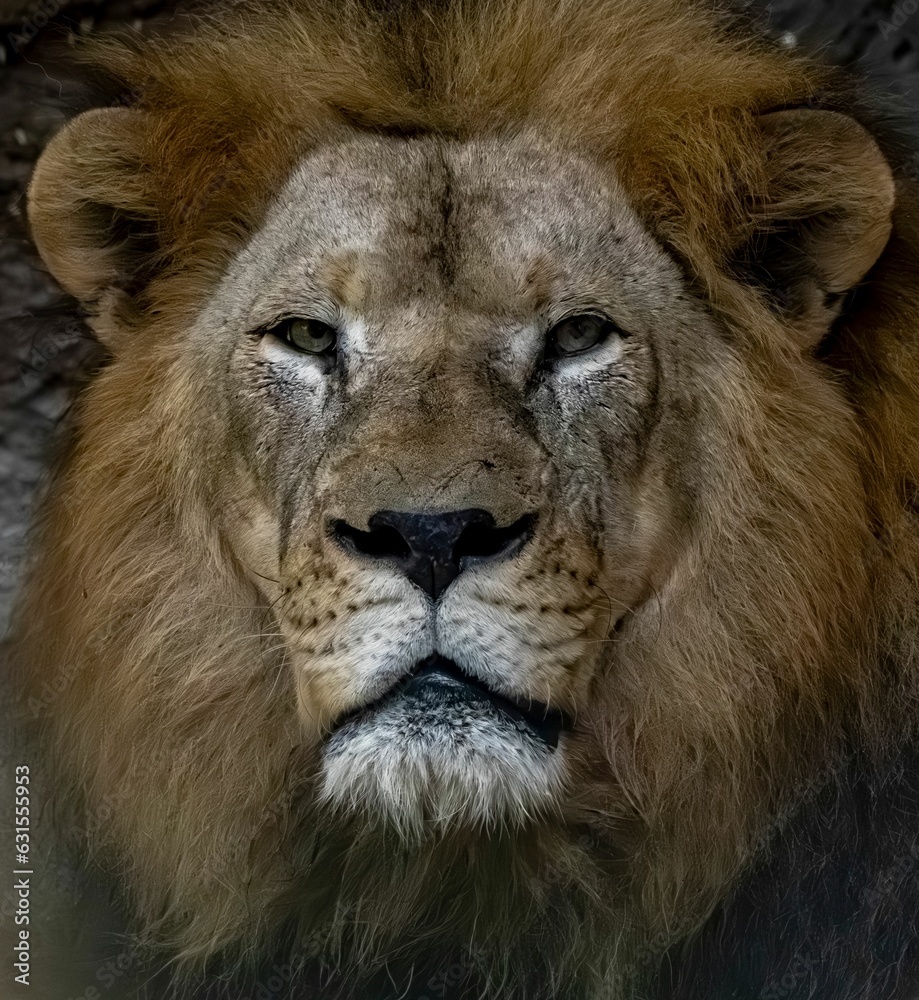 Obraz premium a lion that is looking into the camera lens while standing