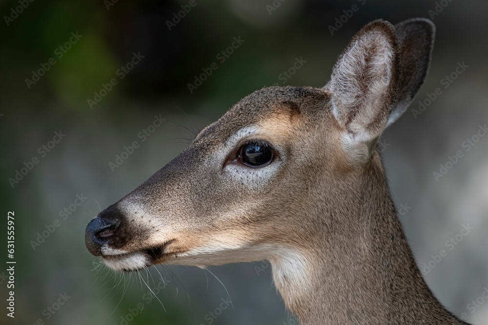 Beautiful portrait of a Key deer standing in the forest on a sunny day with a blurry background Beautiful portrait of a Key deer standing in the forest on a sunny day with a blurry background