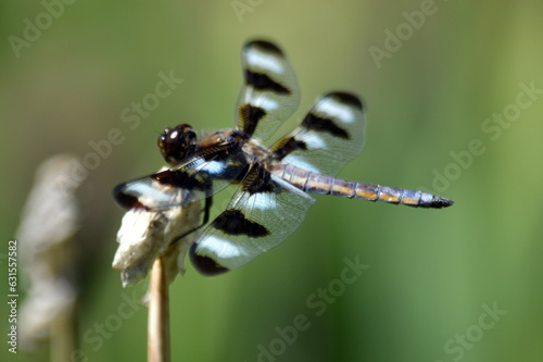 close up of a dragonfly