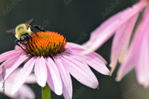 bee on flower