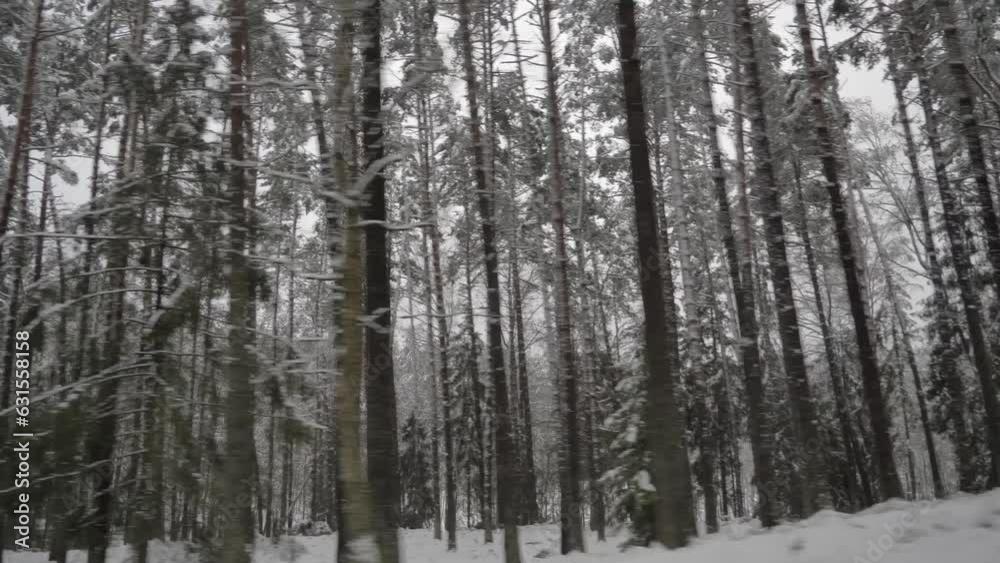 Tree in winter, filmshot in slowmotion Tree in winter, filmshot in slowmotion