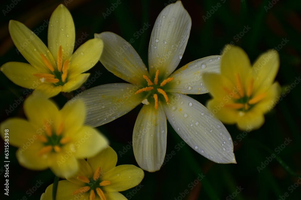 yellow lilies in rain yellow lilies in rain