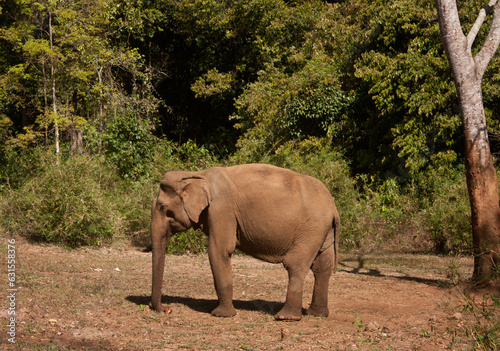 Photography An Asian elephant in the jungle in Cambodia sanctuary