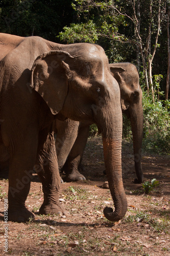 Two Asian elephants in the jungle in Cambodia sanctuary side by side