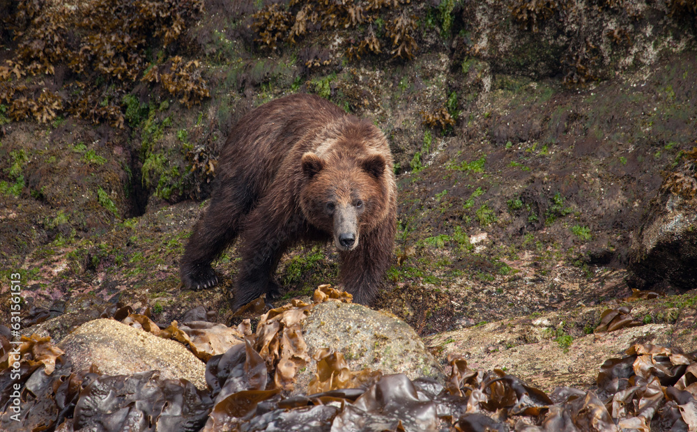 Fototapeta premium Powerful grizzly bear staring right at me from a few feet away. I took these photos from a kayak in a wild Alaskan river.