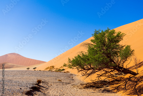 Tree grown at Dune 45 in Sossusvlei Nationalpark