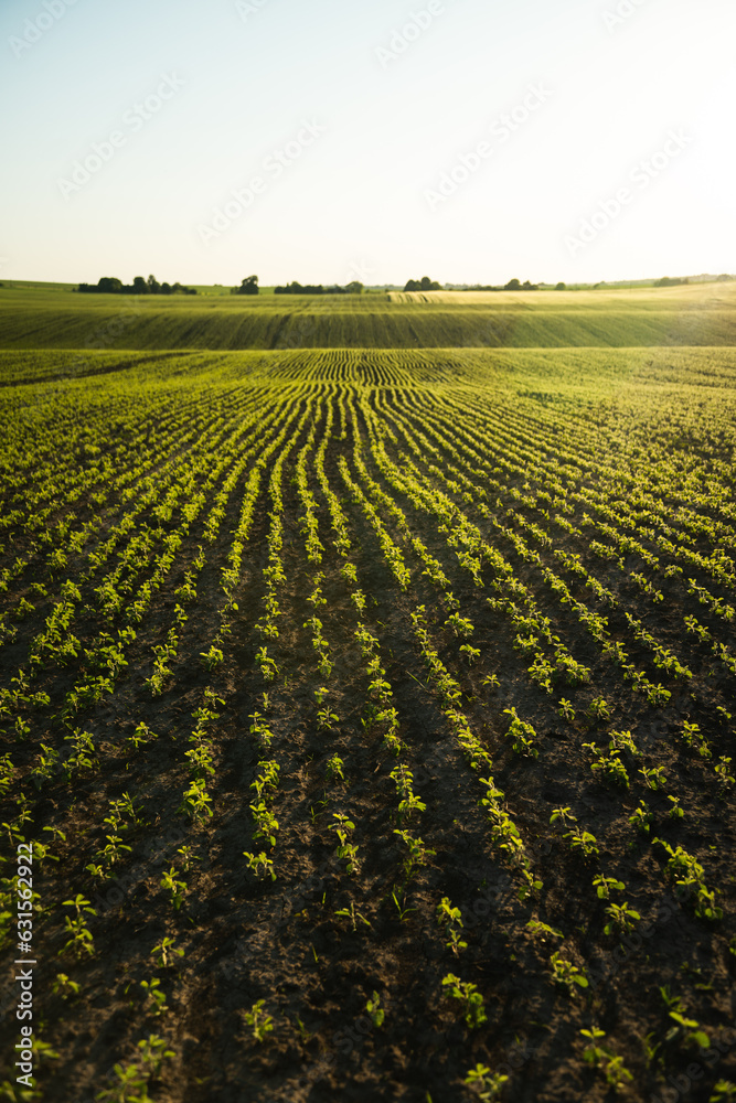 Agraian field of rows young soybean shoots. Rows of soy plants on an agricultural plantation. Selective focus. Young soybean crops during the period of active growth.