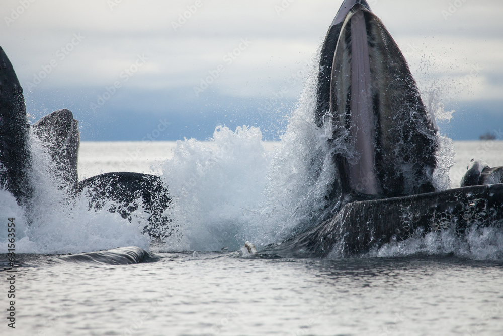 Fototapeta premium Incredible up close shot of a humpback whale bubble net feeding at the surface with open mouth, blasting through the surface of the water