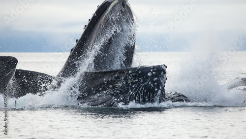 Incredible up close shot of a humpback whale bubble net feeding at the surface with open mouth, blasting through the surface of the water © DaiMar