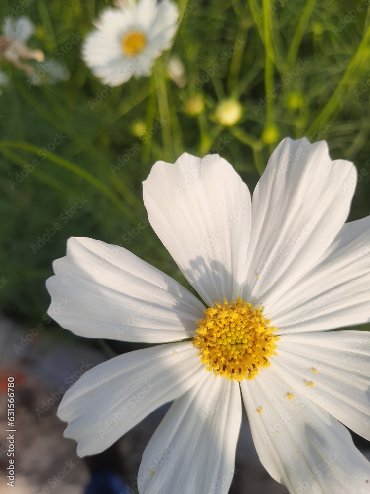 Fototapeta premium white daisy in the garden