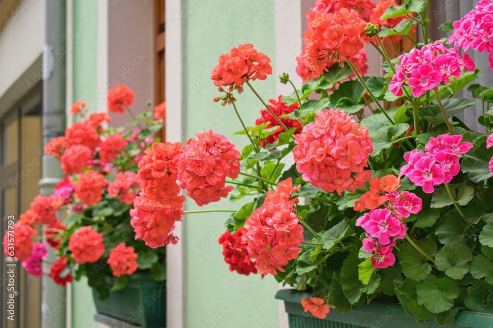 Richly blooming geranium flowers on the windows