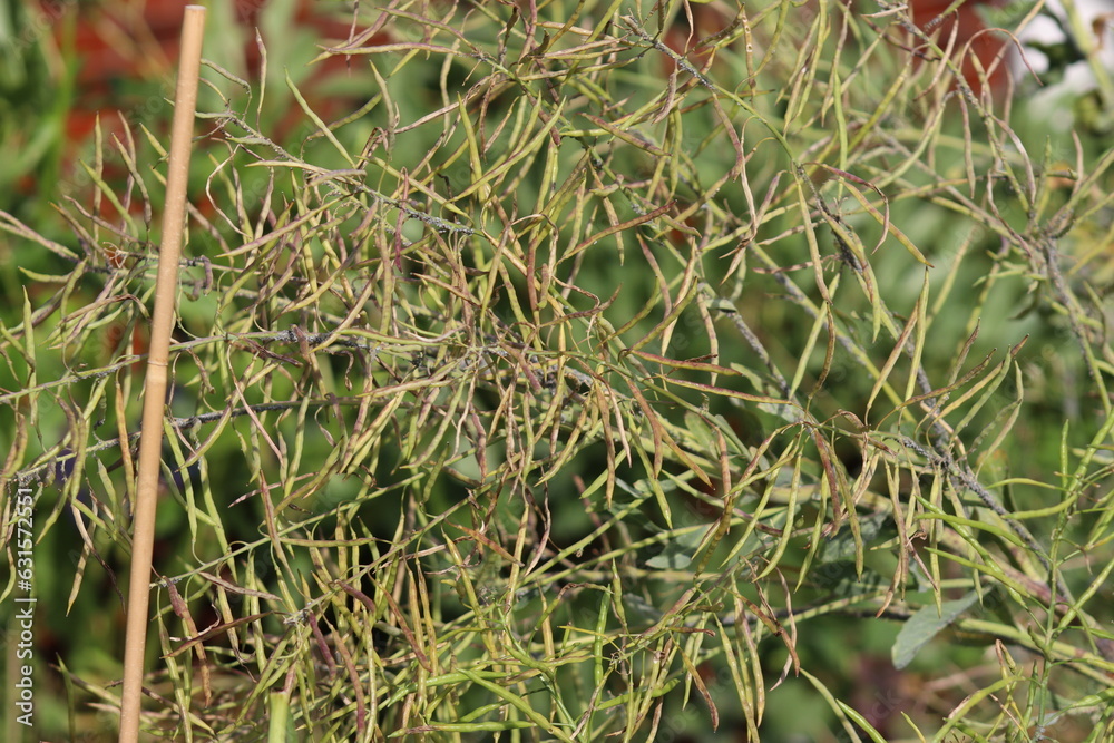 Kale seed pod, collection of kale seeds Kale seed pod, collection of kale seeds