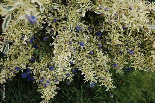 california lilac bush photo