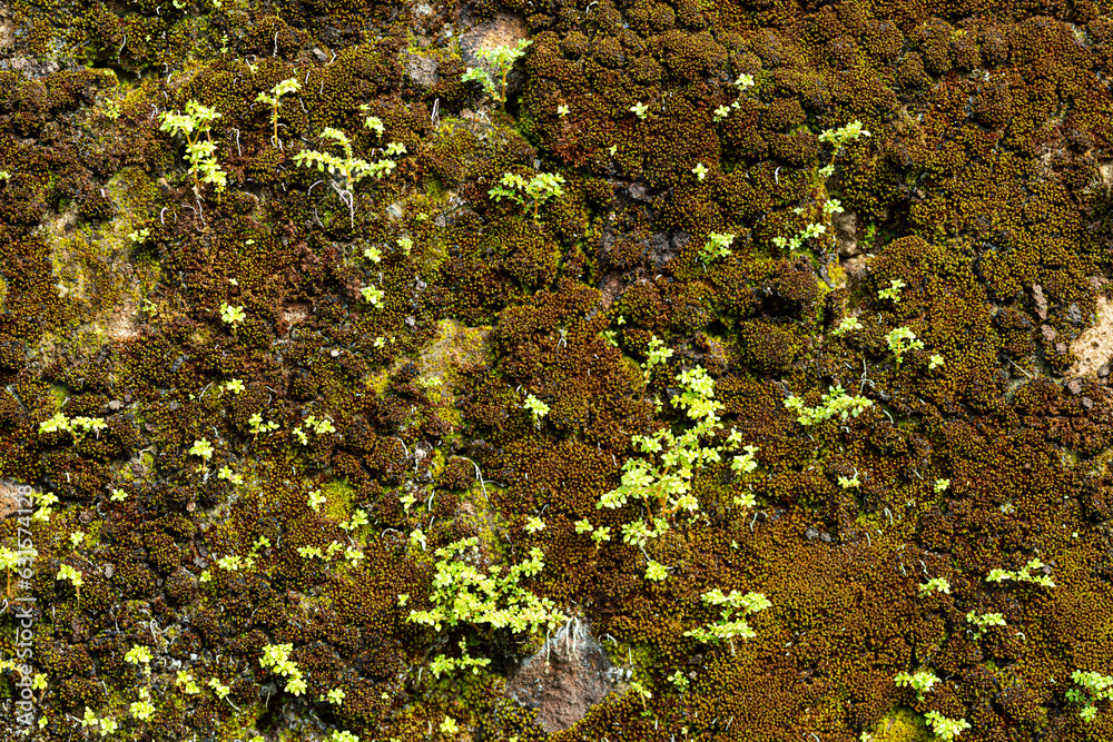 Fabulous natural background Fabulous natural background