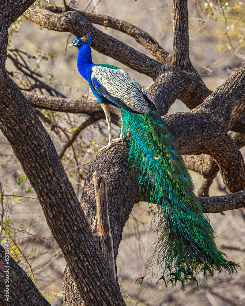 Naklejka premium A Peacock resting