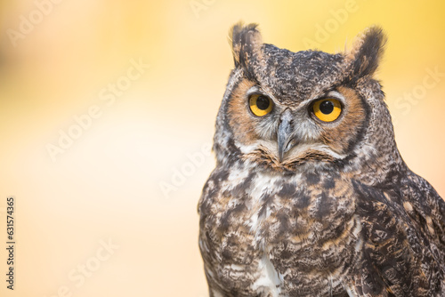 Owl sitting on a branch © ShutterFalcon