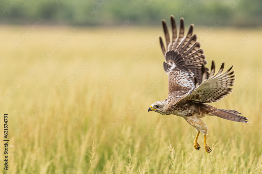 Fototapeta premium A White Eye Buzzard taking off