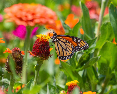 Monarch on Zinnia in Illinois © Deb