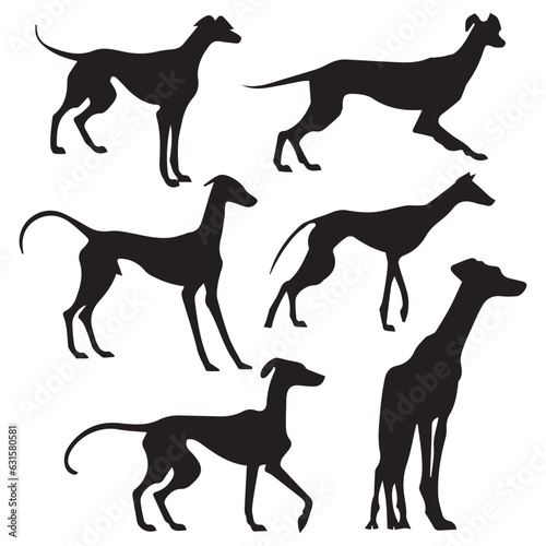 Whippet silhouettes and icons. black flat color simple elegant Whippet animal vector and illustration.